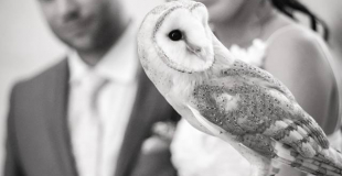 Apport des alliances chouette effraie