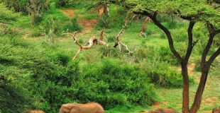 La savane africaine